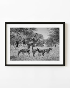 A giraffe stands among grazing zebras in the Serengeti in a black and white wildlife photograph
