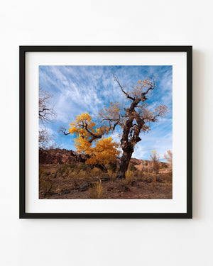 A gnarled cottonwood tree carries golden autumn leaves beneath a blue desert sky