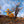 Golden foliage surrounds a twisted cottonwood trunk in an arid desert landscape