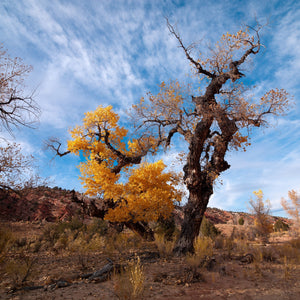 Golden foliage surrounds a twisted cottonwood trunk in an arid desert landscape