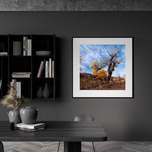A weathered cottonwood stands among dry grasses and low desert hills