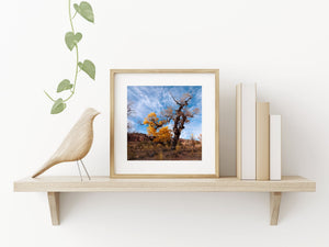 Golden cottonwood leaves glow against blue sky above a dry rocky landscape