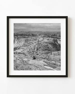 A gnarled tree spreads pale branches above a rocky canyon in a black and white photograph