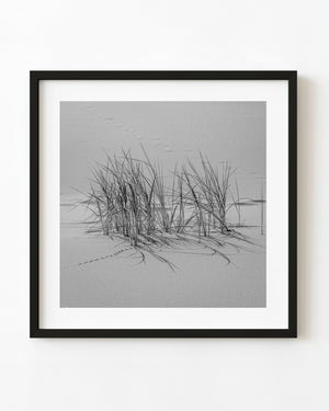 Grass casts long shadows across Gobi Desert sand in a black and white photograph