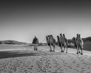 Three double-humped camels follow a herder across rippled desert sand