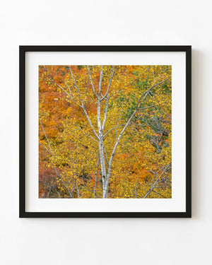 White birch trunks stand among golden autumn leaves in Haliburton, Ontario