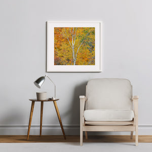 Golden leaves surround slender white birch trees in an Ontario autumn forest