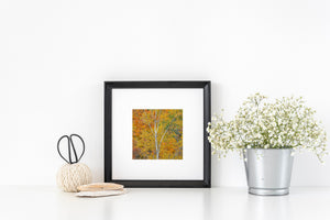 A detailed birch woodland scene glows with yellow, orange and green foliage