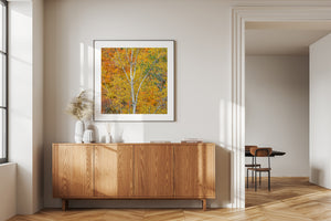 White birch bark and fine branches weave through golden autumn leaves