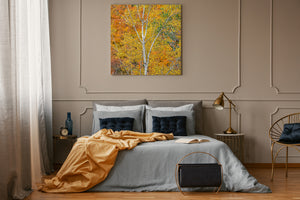 Colour nature photograph of autumn birch trees in Haliburton County, Ontario