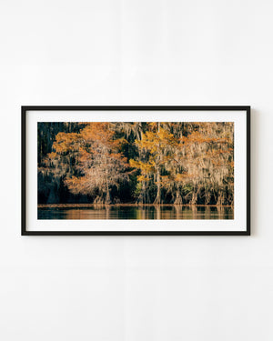Golden autumn cypress trees and hanging moss line calm reflective water