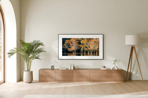 Warm autumn branches contrast with deep shadows beneath cypress trees