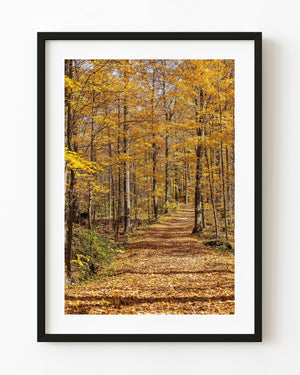 A leaf-covered forest road winds beneath golden autumn trees in Northern Ontario