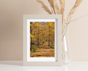 Warm yellow and orange leaves brighten a winding Northern Ontario forest road