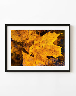 Golden autumn leaves float on dark pond water in Algonquin Park