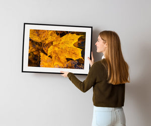 Herfstbladeren op water Natuurfotografie