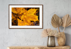 Herfstkleuren van Noord-Ontario close-up