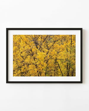 Golden autumn leaves surround dark branching trees in a woodland photograph