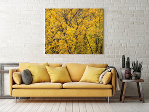 Yellow and green leaves surround branching tree silhouettes in autumn