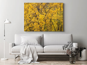 A close woodland photograph captures golden fall leaves against dark branches