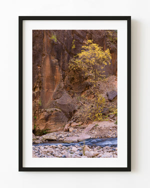 A golden autumn tree grows beside a rocky creek beneath a tall canyon wall