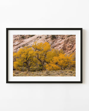 Golden cottonwood trees grow beneath a broad pale desert rock face