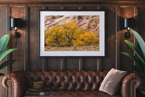 Autumn cottonwoods stand against layered pink and cream desert rock