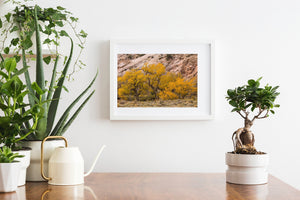 A wide landscape photograph captures golden cottonwoods beneath a rocky desert wall