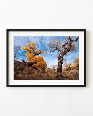 Twisting cottonwood trees with golden leaves stand beneath a blue Utah desert sky