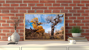 A golden cottonwood contrasts with a weathered bare trunk in the desert