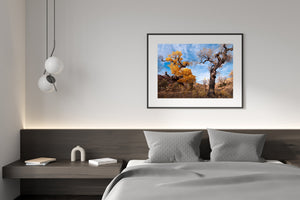 A low-angle landscape photograph reveals twisted cottonwood branches and golden foliage