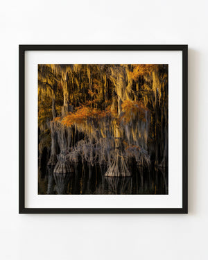 Golden light illuminates moss-draped cypress trees above dark reflective water