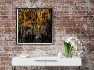 Cypress trunks and their reflections rise from dark water beneath golden branches