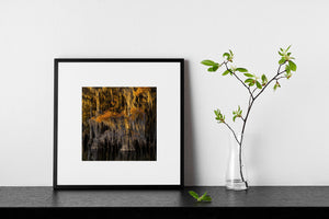 A square nature photograph captures golden light on hanging moss and cypress trees