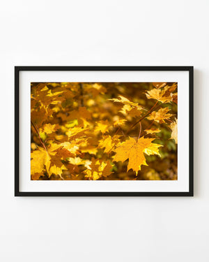 Golden maple leaves glow in soft autumn sunlight against a blurred woodland background