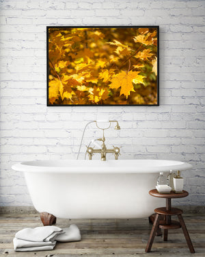 A close-up nature photograph captures maple leaves in warm seasonal light