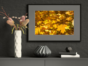 Golden foliage and slender red stems create a softly layered autumn scene