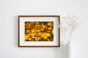 Yellow maple leaves fill a tranquil colour photograph of autumn woodland