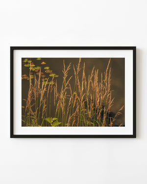 Golden pond grasses catch sunset light beside dark water in Ontario