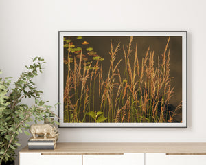 Golden grasses fill a tranquil Ontario pond scene at sunset