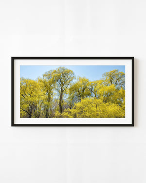 Golden weeping willow branches form a lush spring canopy beneath blue sky