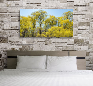 A panoramic spring photograph captures dense willow foliage against pale blue sky
