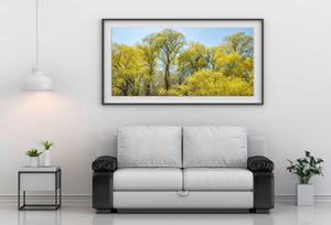 Fine hanging branches create a richly textured golden-green woodland scene