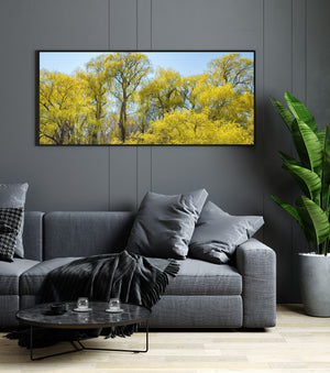 Sunlit willow leaves surround tall dark trunks in a fresh spring landscape