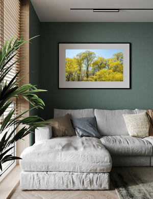 A broad canopy of weeping willows fills a bright golden spring photograph