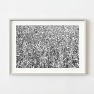 Monochrome close-up of wheat field