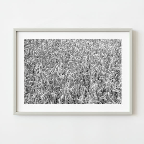 Monochrome close-up of wheat field