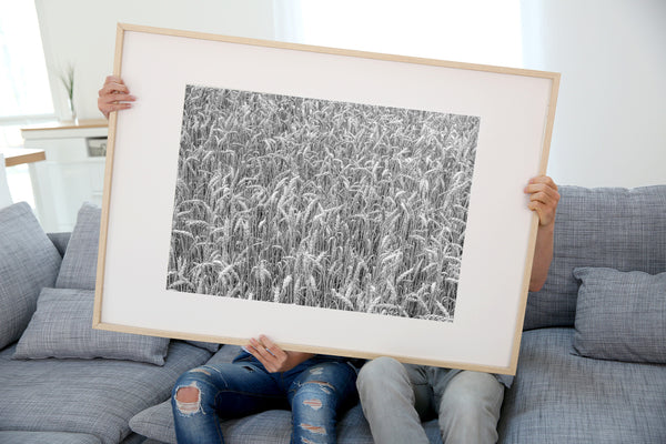 Wheat grain heads in monochrome close-up