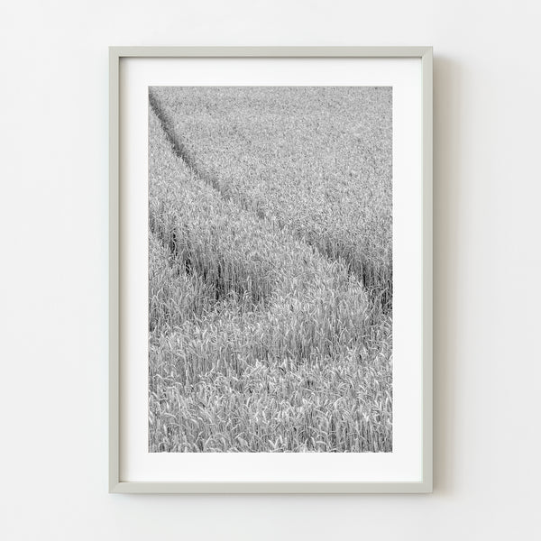 Golden wheat field with tractor tracks