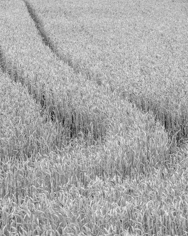 Selective focus wheat field wall art